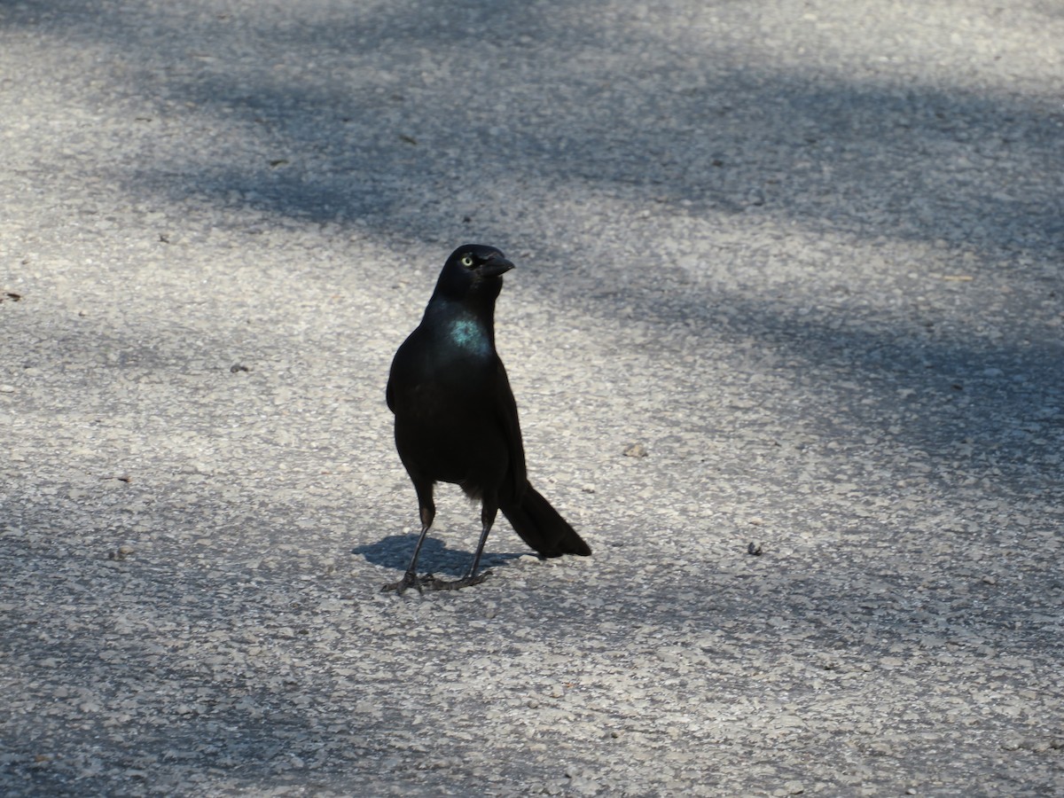 Common Grackle - Barb Philbrick