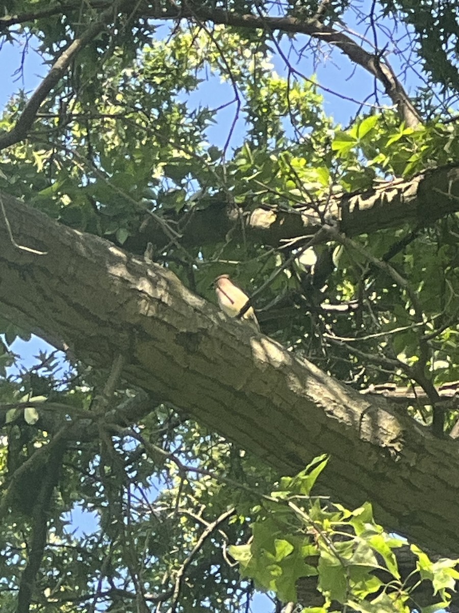 Cedar Waxwing - Kristian Neely