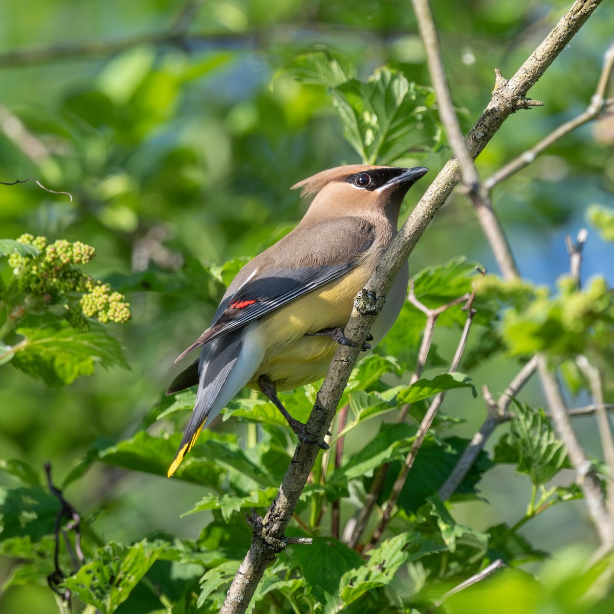 Cedar Waxwing - ML619531050