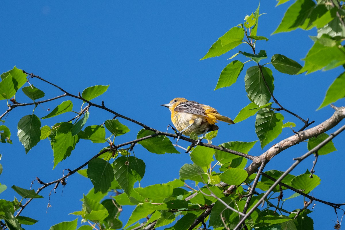 Baltimore Oriole - Marcia Hagwood