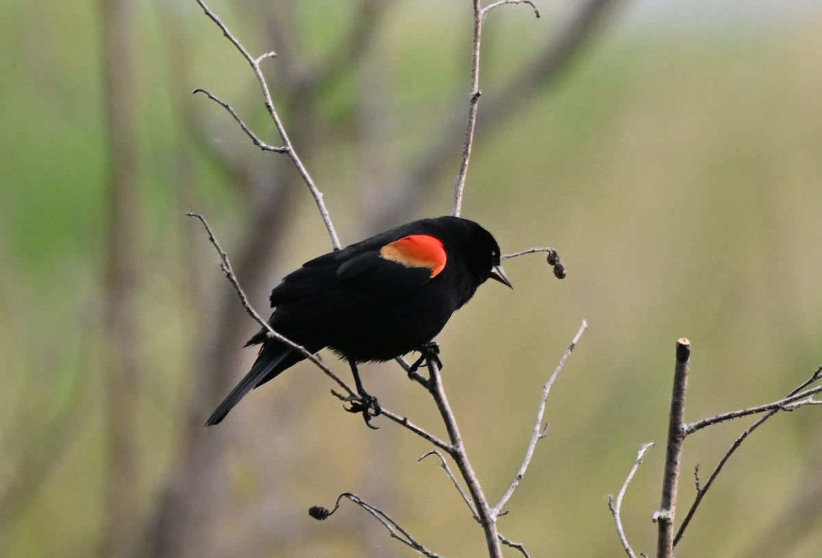 Red-winged Blackbird - Damian Vraniak