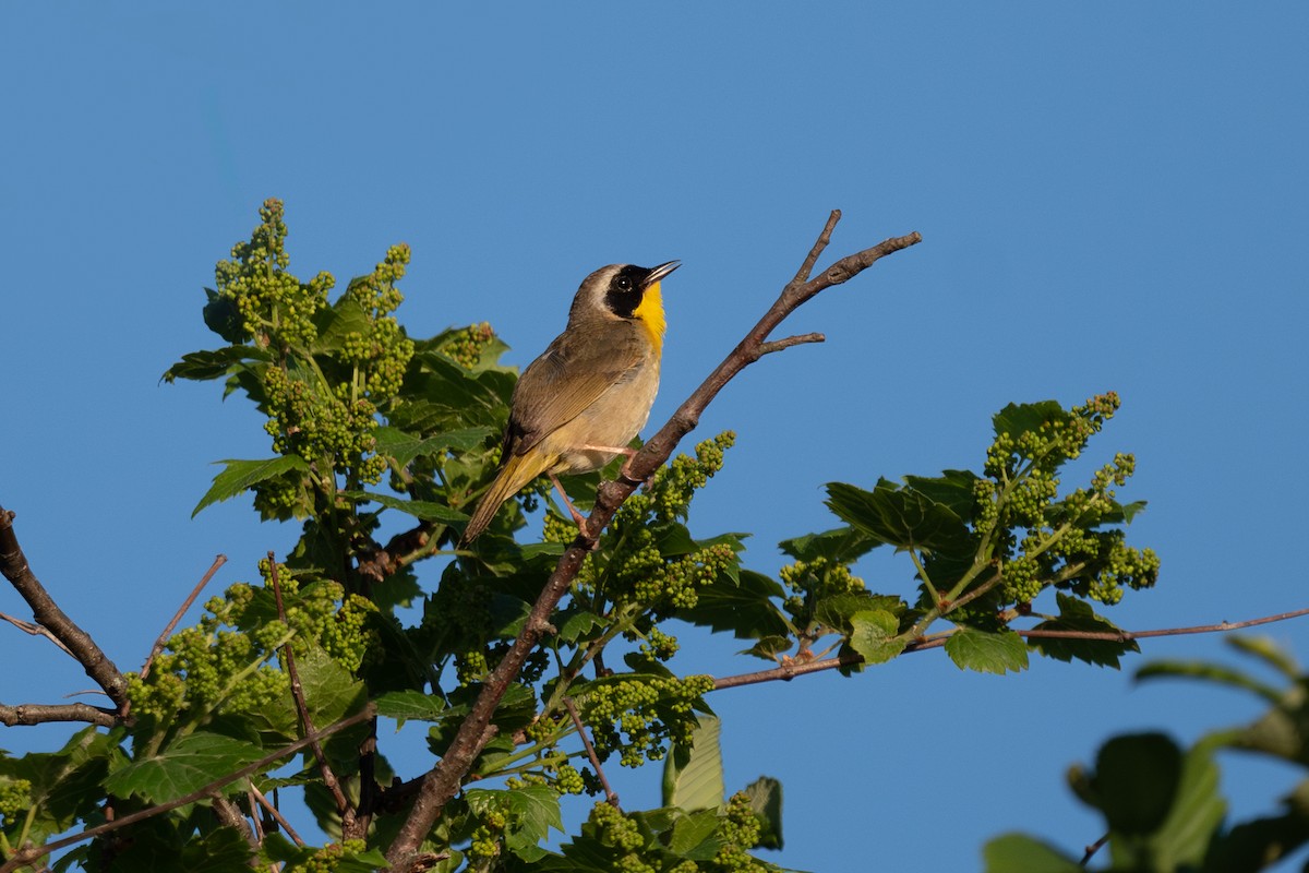 Common Yellowthroat - Marcia Hagwood