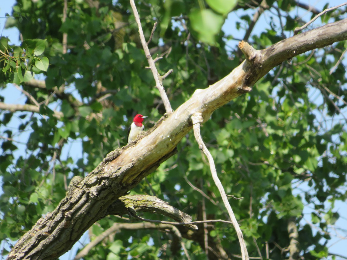 Red-headed Woodpecker - Barb Philbrick