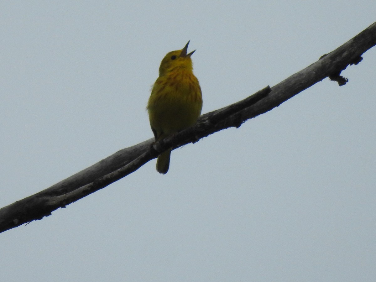 Yellow Warbler - Anonymous