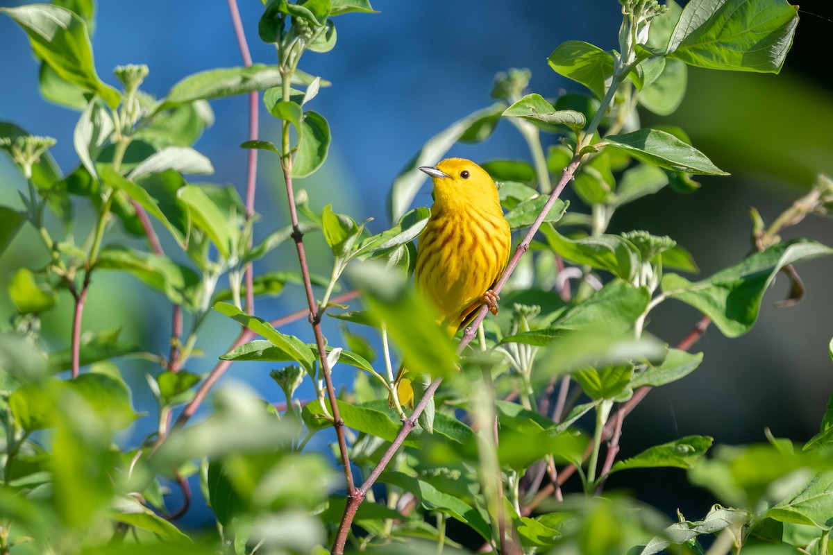 Yellow Warbler - Marcia Hagwood