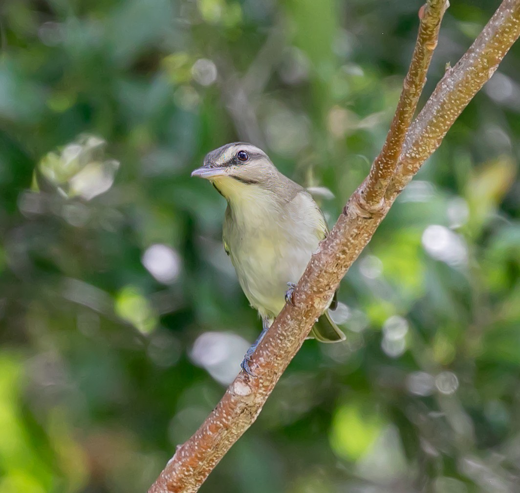 Black-whiskered Vireo - ML619531106