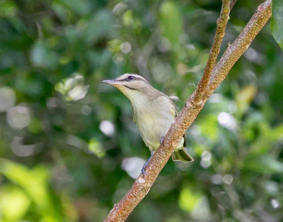 Black-whiskered Vireo - Damon Haan