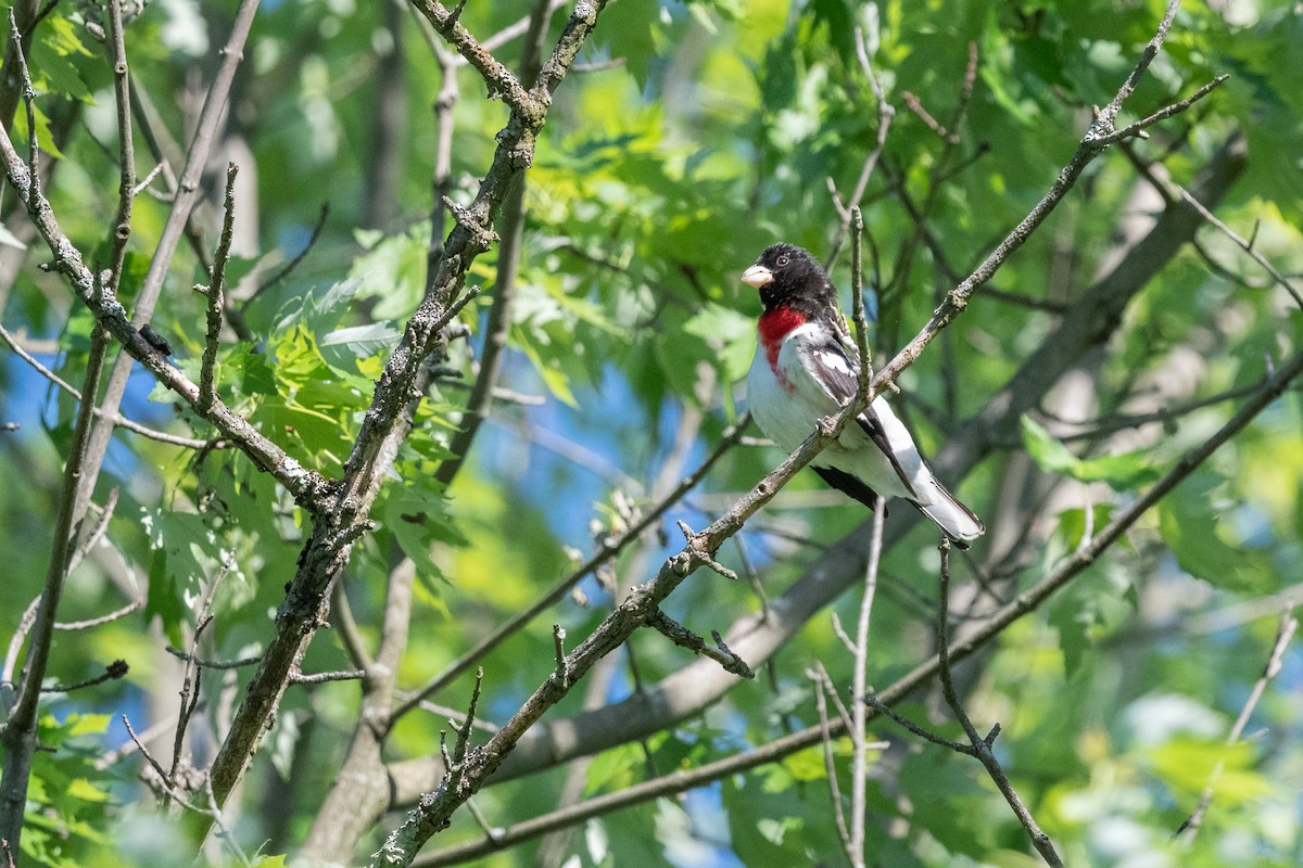 Rose-breasted Grosbeak - ML619531113