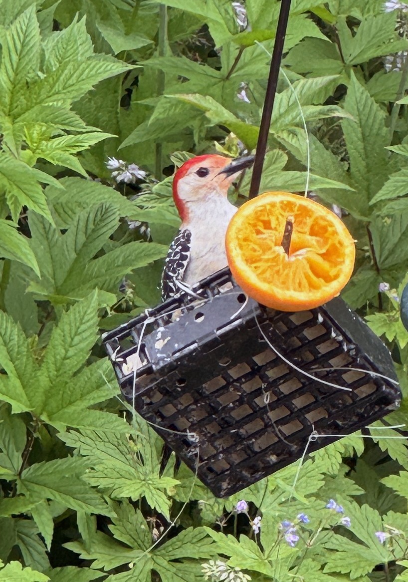 Red-bellied Woodpecker - Judith Huf