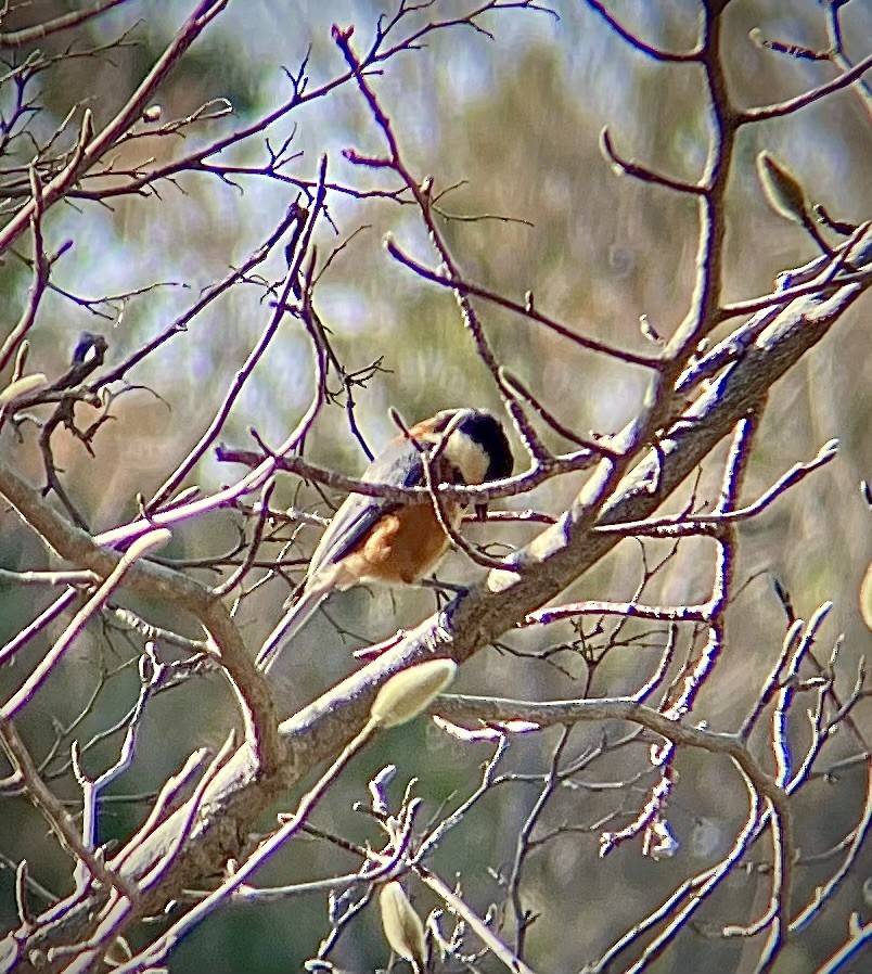 Varied Tit - ML619531116