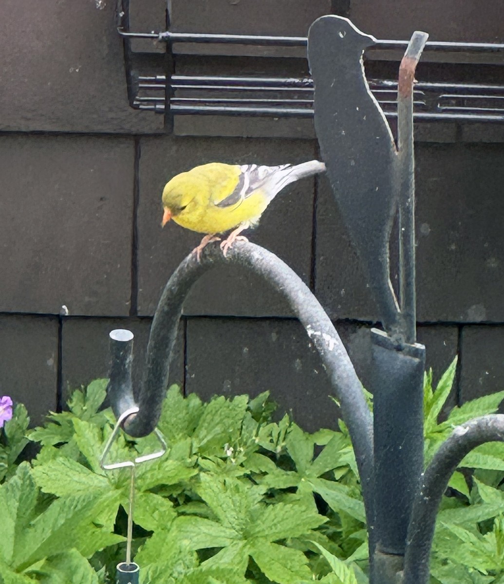 American Goldfinch - ML619531122