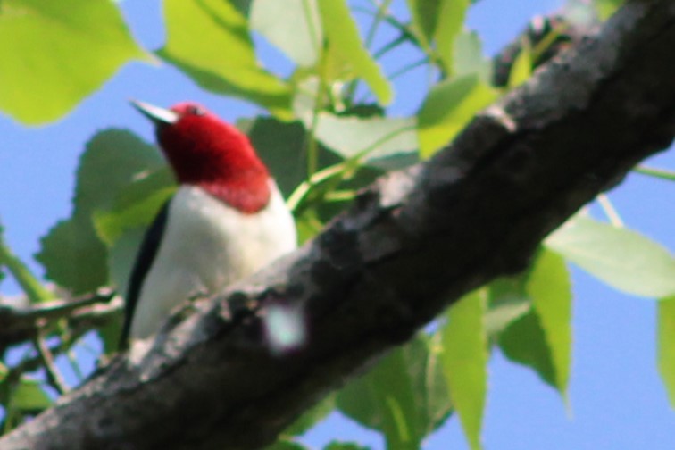 Red-headed Woodpecker - Cindy Harness
