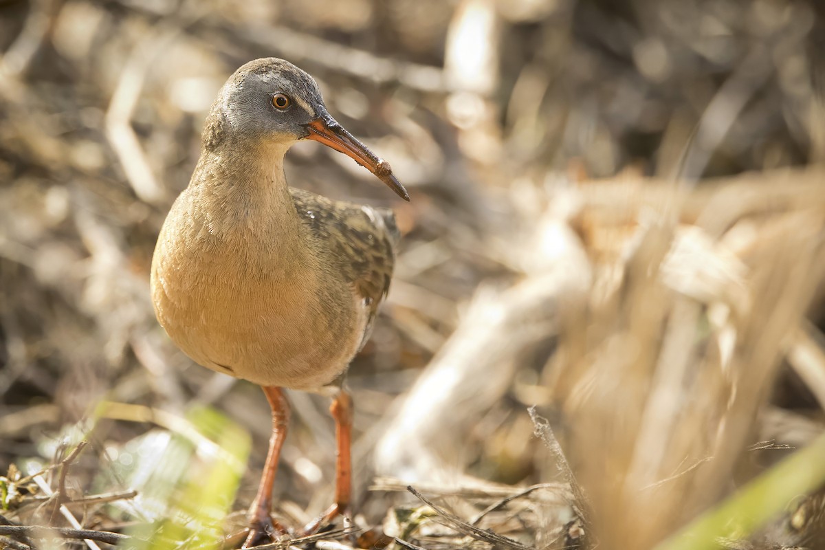 Virginia Rail - Michael Bowen