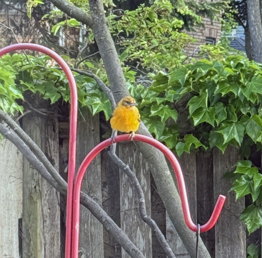 Baltimore Oriole - Judith Huf