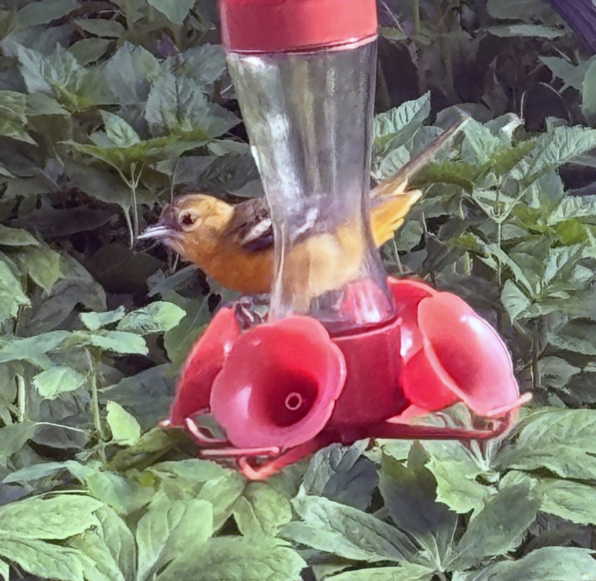 Baltimore Oriole - Judith Huf