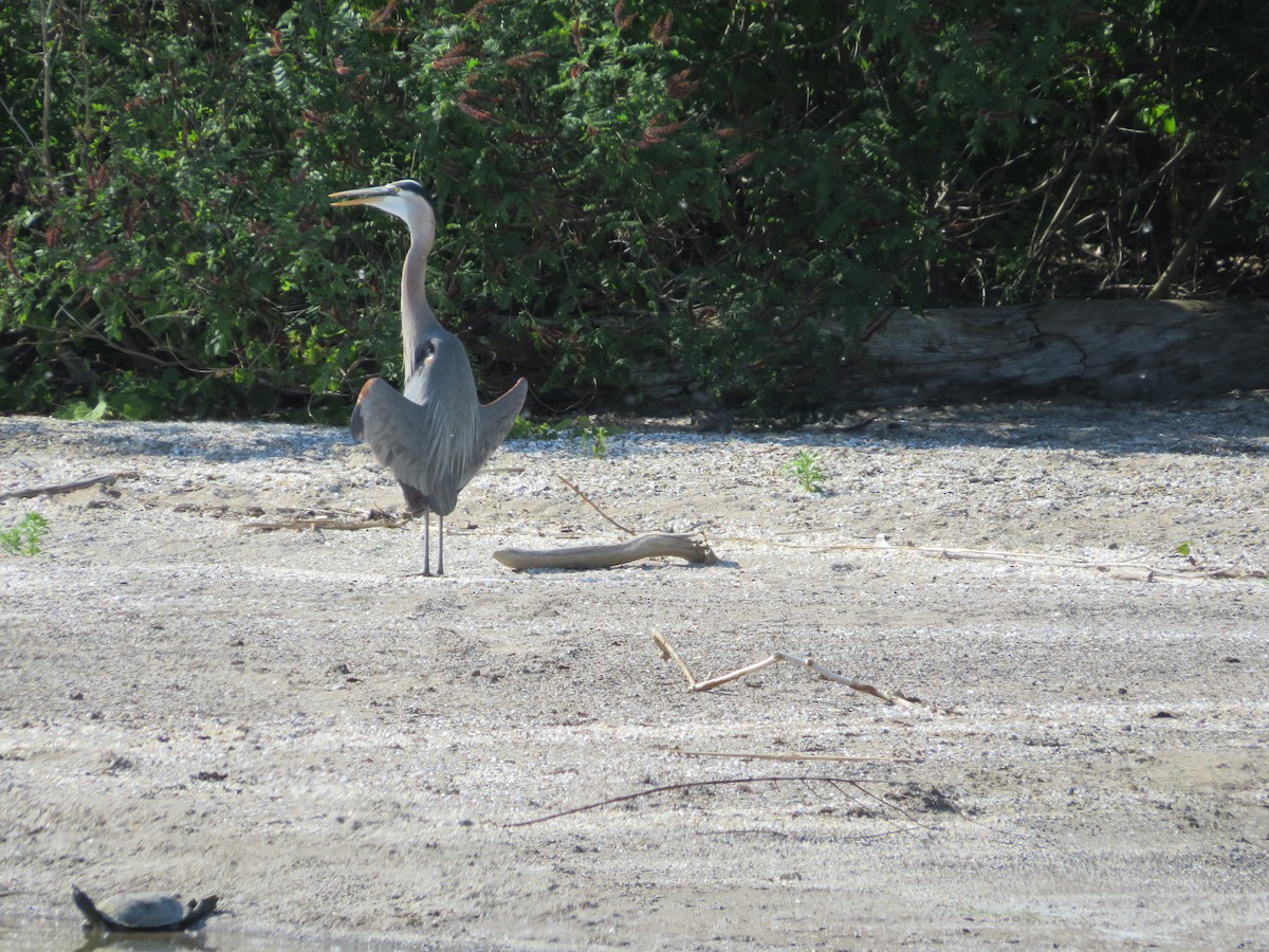 Great Blue Heron - Barb Philbrick