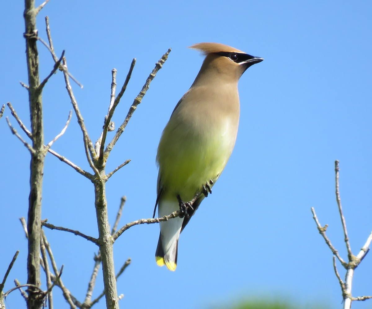 Cedar Waxwing - ML619531137