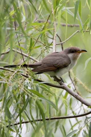 Yellow-billed Cuckoo - Gary Botello