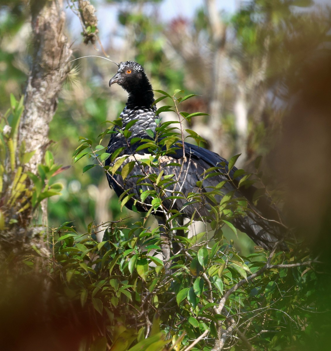 Horned Screamer - Miguel Podas