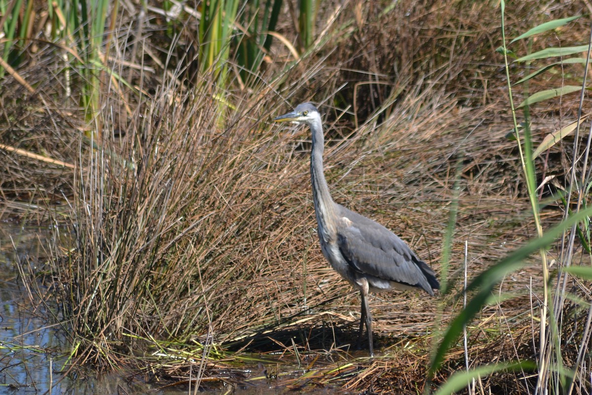 Gray Heron - Paulo  Roncon