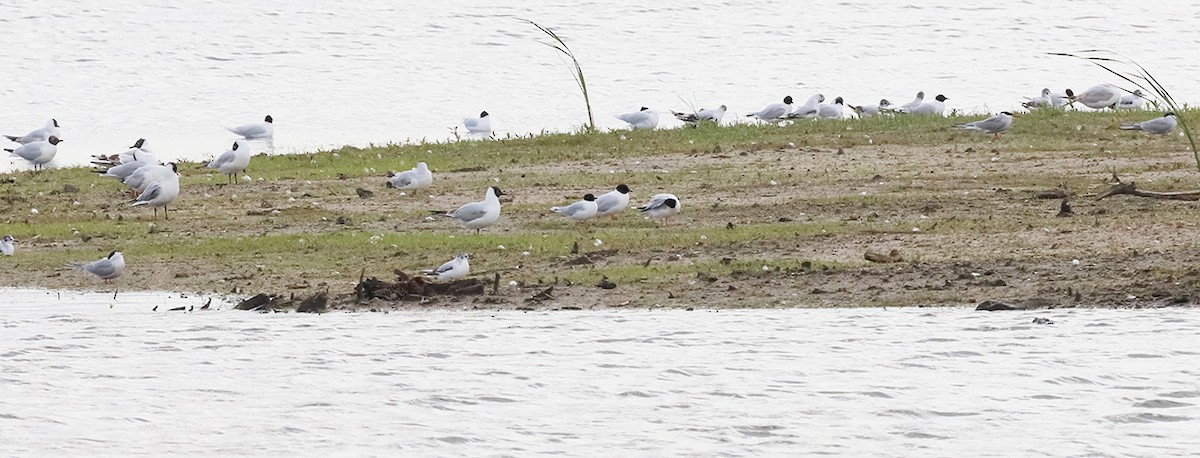 Little Gull - ML619531161