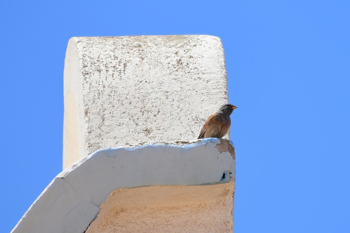 House Bunting - ML619531163