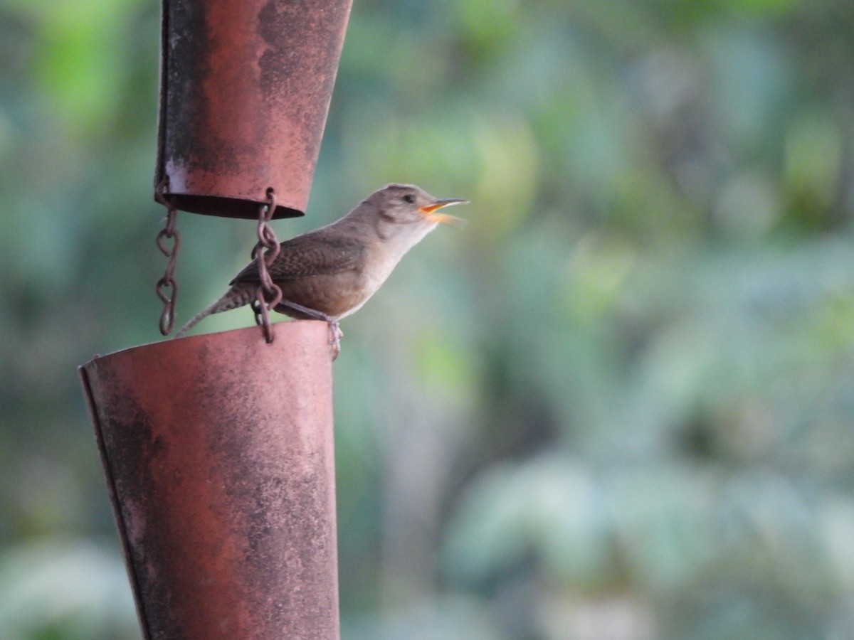 House Wren - Susan Thome-Barrett