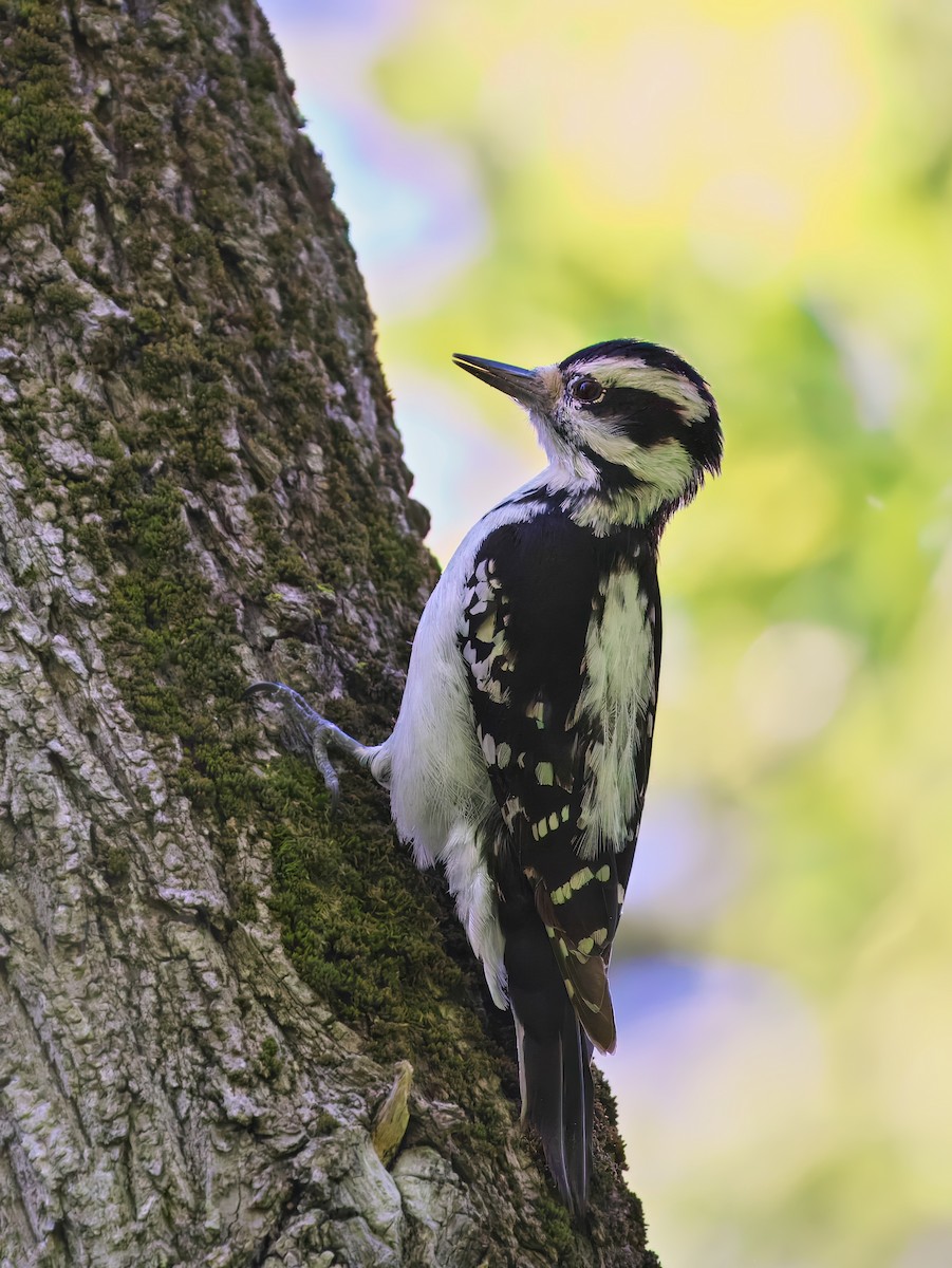 Hairy Woodpecker - Gavin Edmondstone