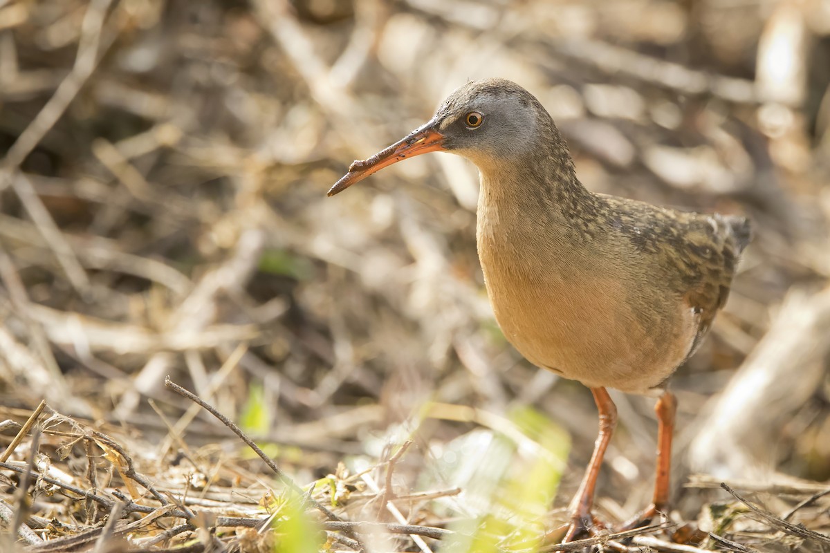 Virginia Rail - Michael Bowen