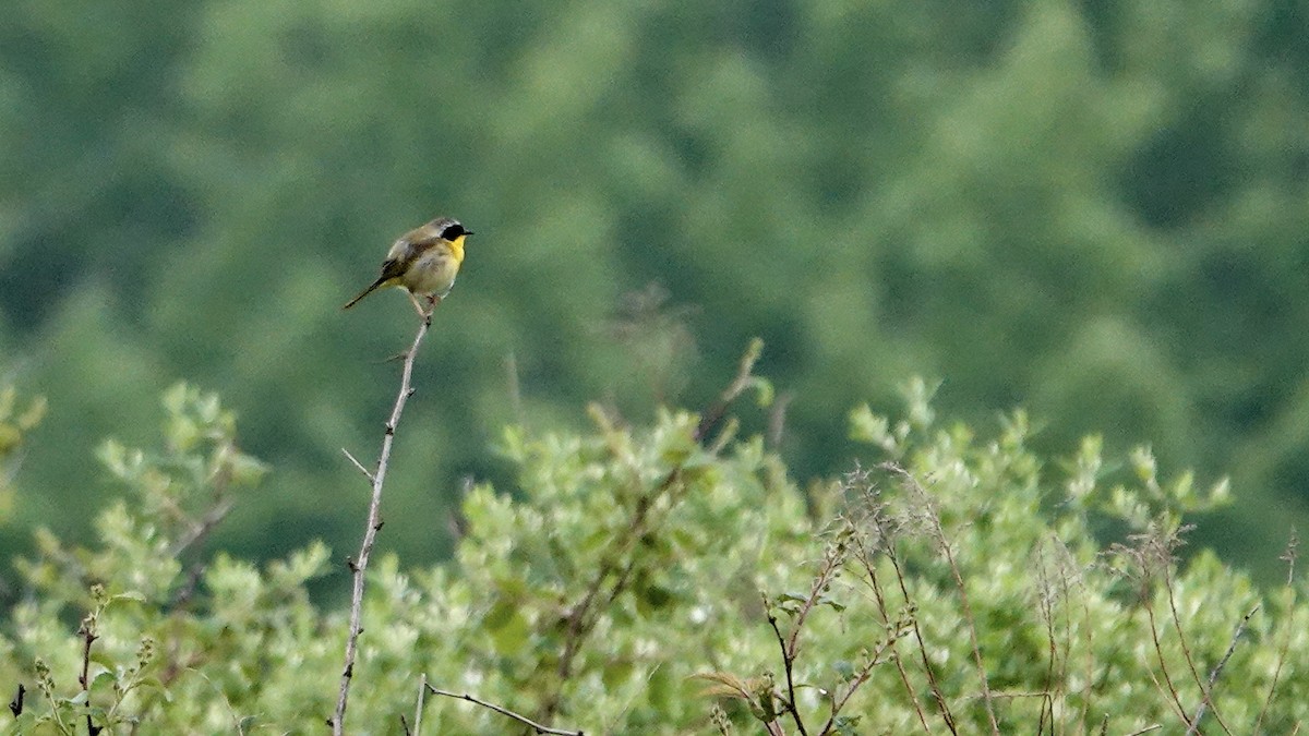 Paruline masquée - ML619531179