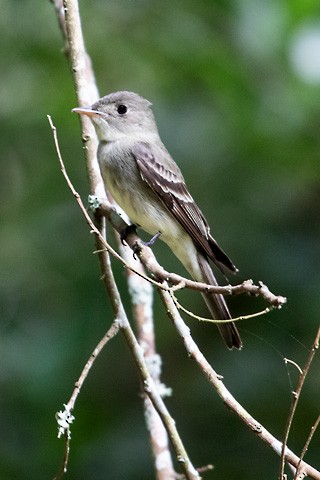 Eastern Wood-Pewee - Gary Botello