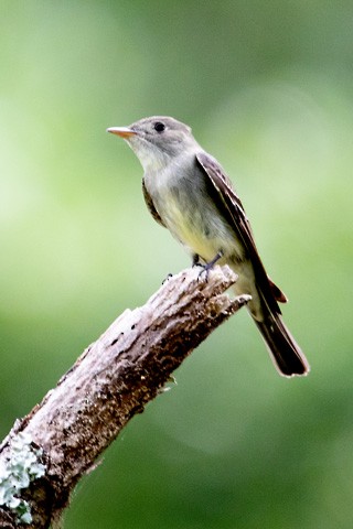 Eastern Wood-Pewee - Gary Botello