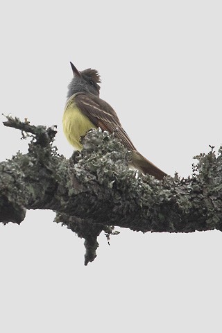 Great Crested Flycatcher - Gary Botello