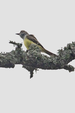 Great Crested Flycatcher - Gary Botello