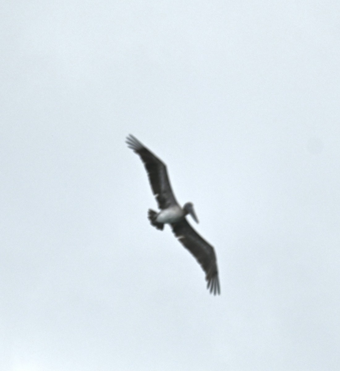 Brown Pelican - Nancy Blaze