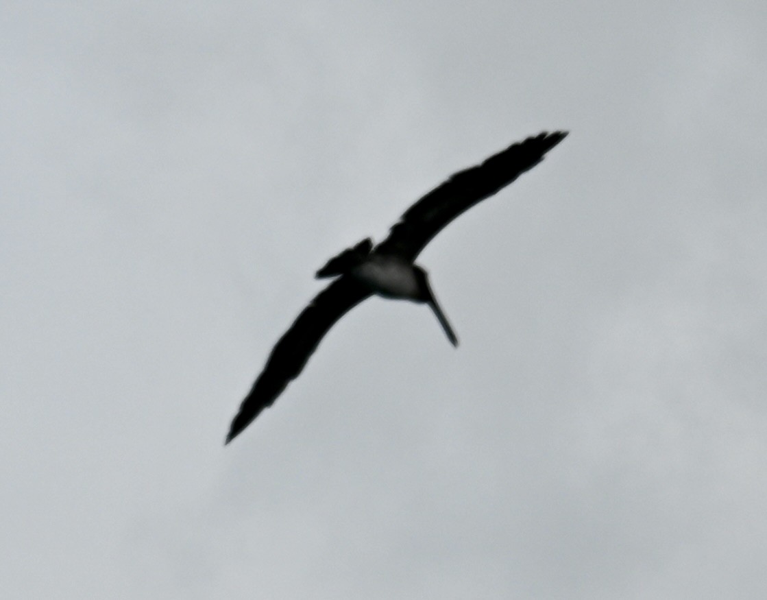 Brown Pelican - Nancy Blaze