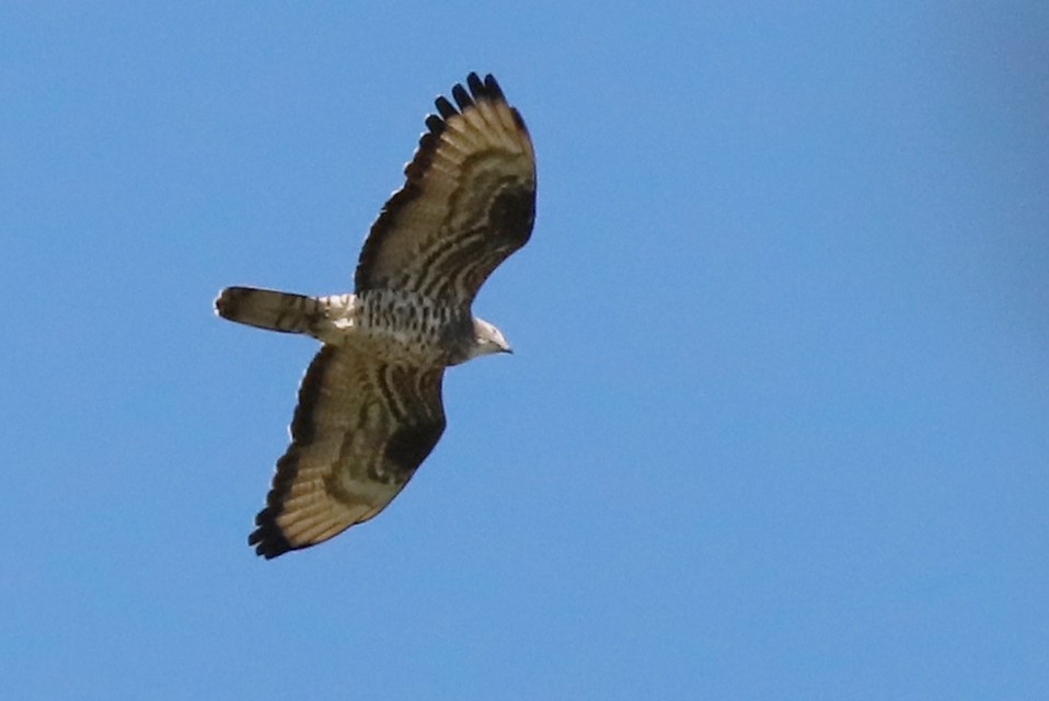 European Honey-buzzard - Alena Tsikhanovich