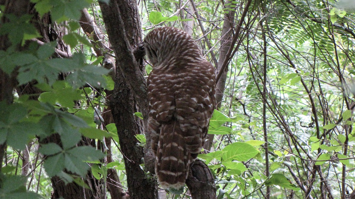 Barred Owl - Sheila Sawyer