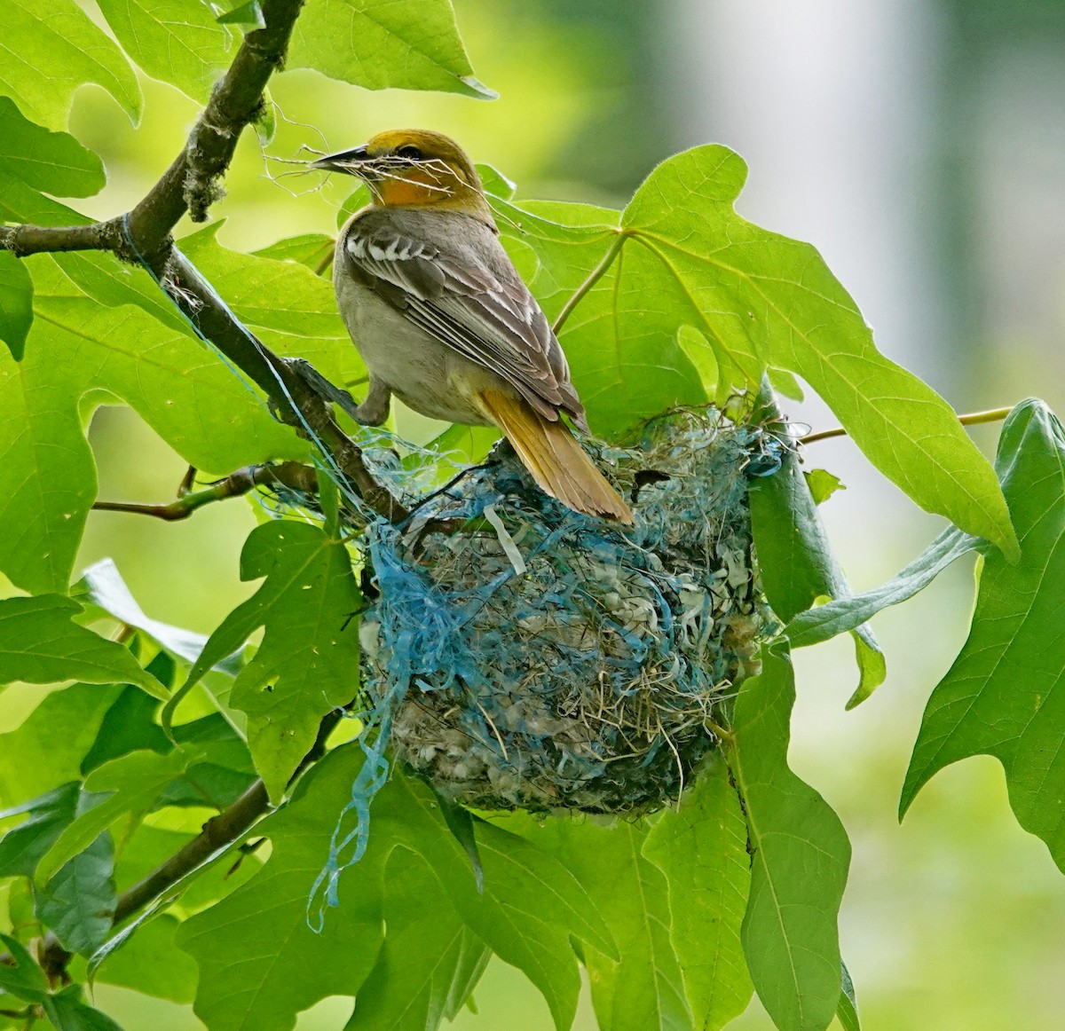 Bullock's Oriole - Hank Heiberg