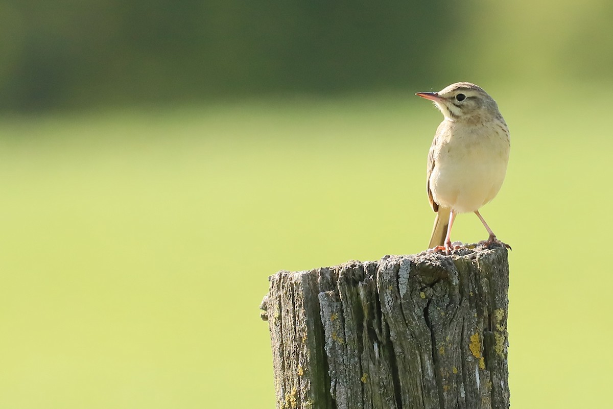Tawny Pipit - ML619531203