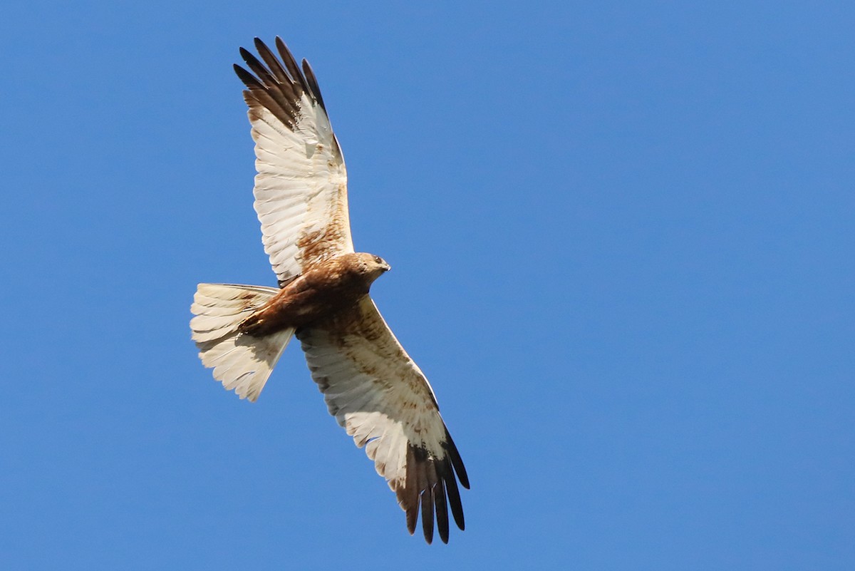 Western Marsh Harrier - Alena Tsikhanovich