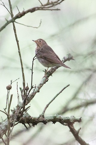 Swainson's Thrush - Gary Botello