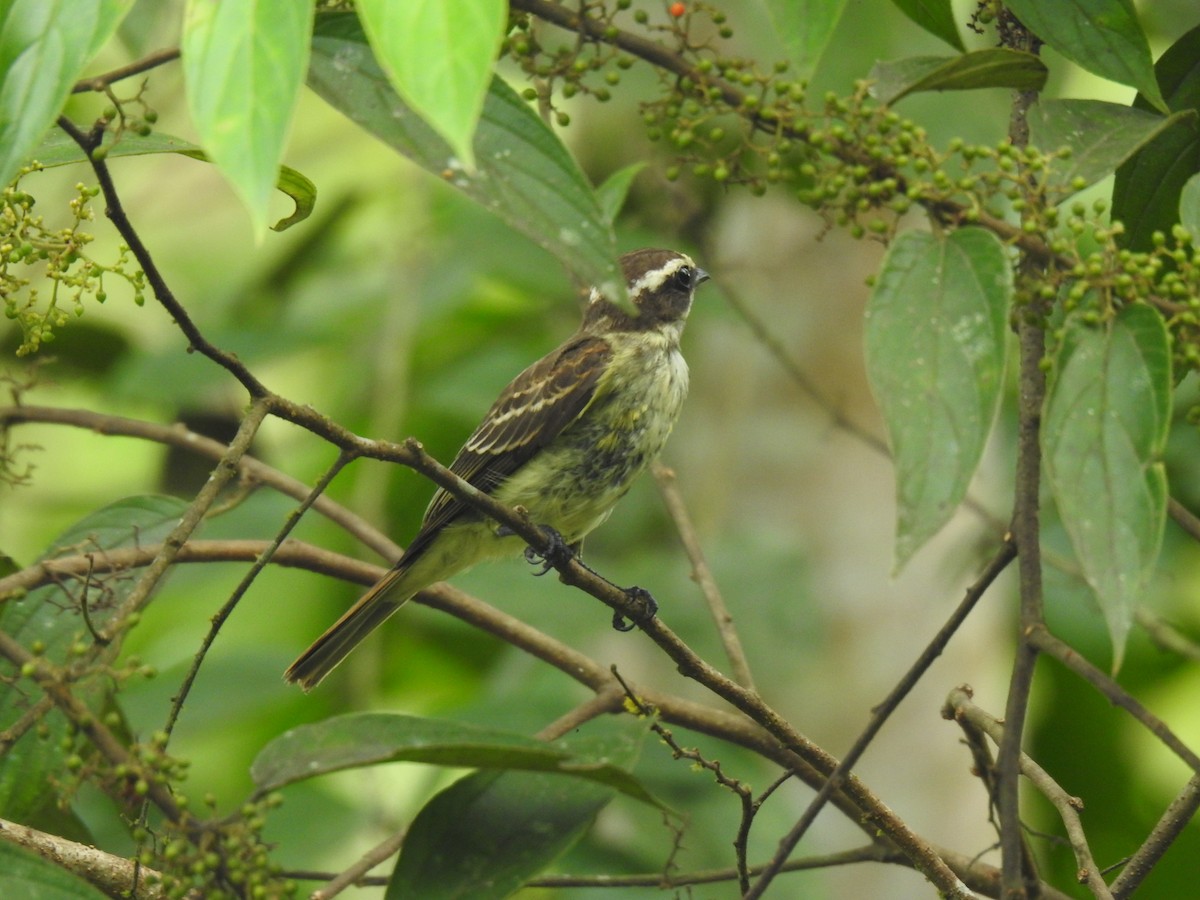 Piratic Flycatcher - Justin Harris