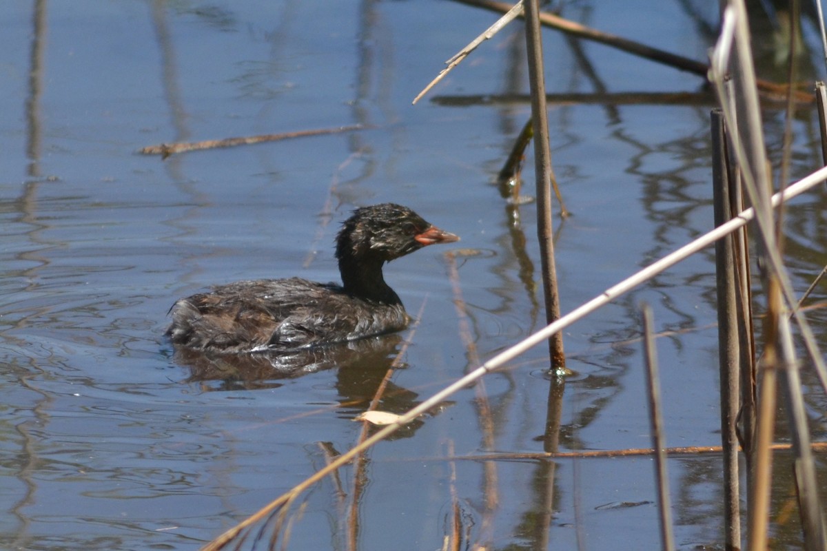 Little Grebe - Paulo  Roncon