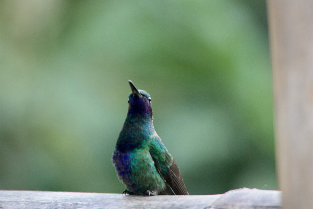 Sparkling Violetear - Alicia Martín Francisco