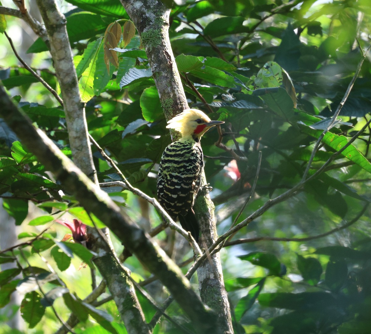 Blond-crested Woodpecker - Miguel Podas