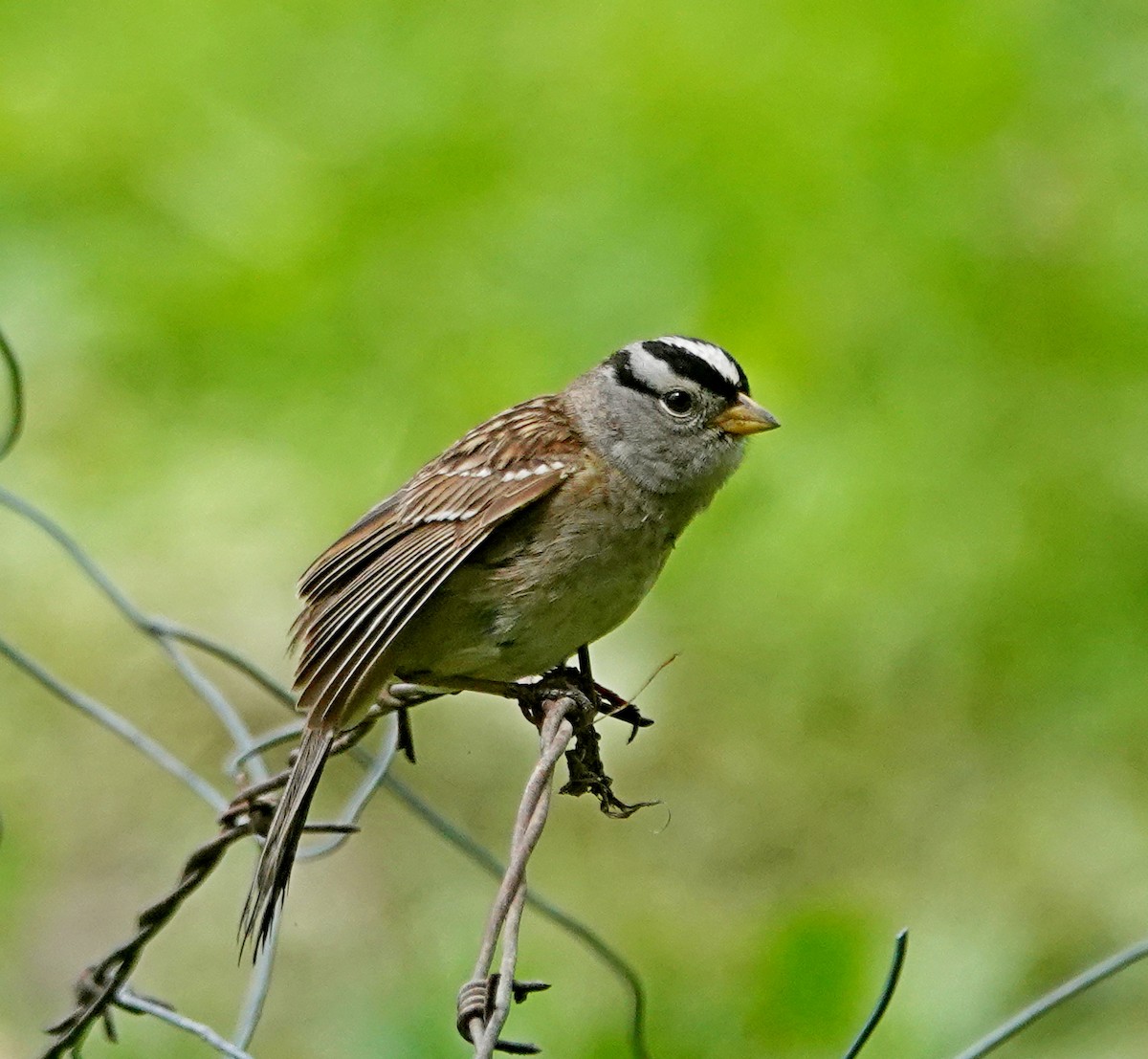 White-crowned Sparrow - Hank Heiberg