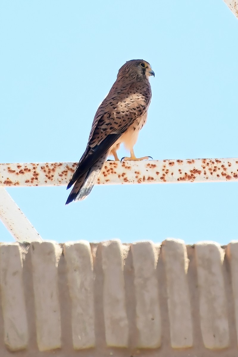 Lesser Kestrel - Eileen Gibney