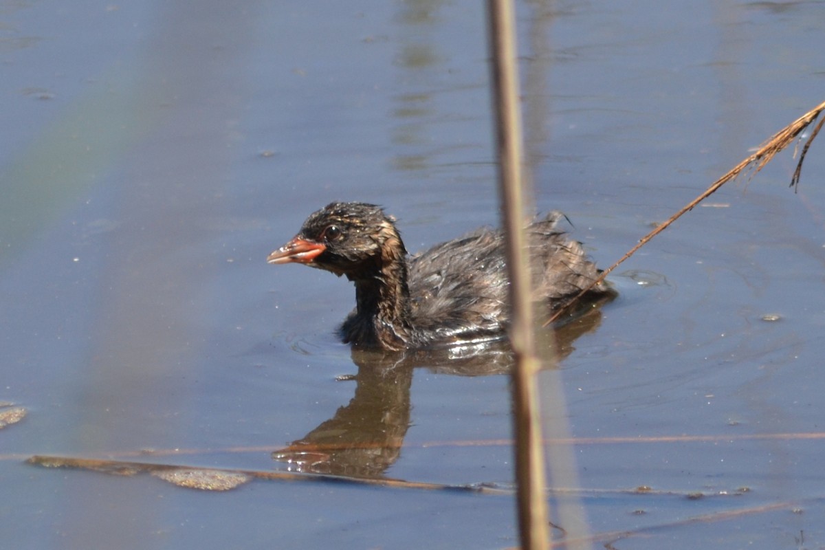 Little Grebe - Paulo  Roncon