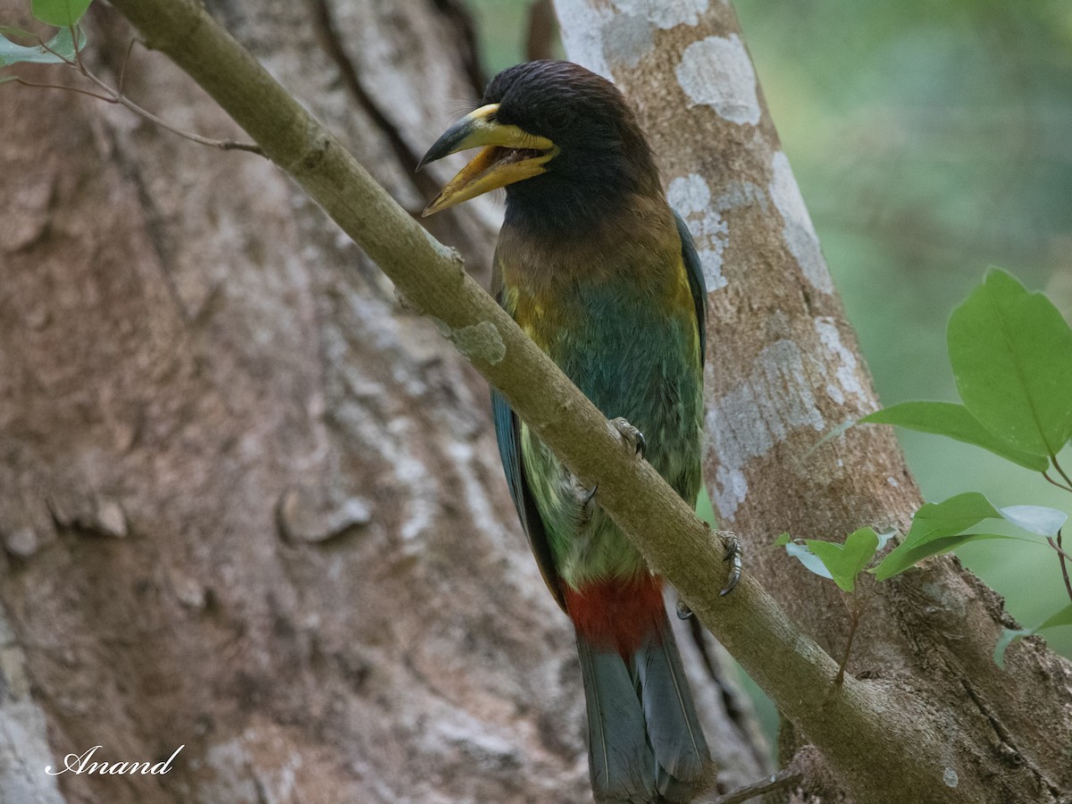 Great Barbet - Anand Singh